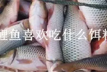 鲤鱼喜欢吃什么饵料