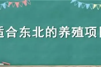 适合东北的养殖项目