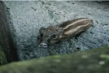 野猪吃什么食物