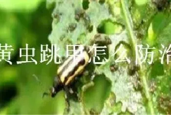 黄虫跳甲怎么防治