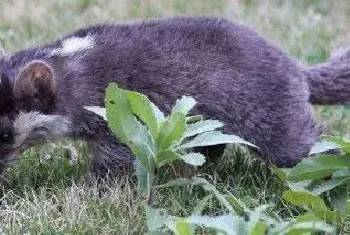 果子狸与猪獾的区别