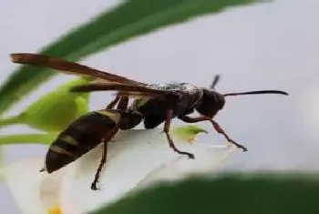 马蜂养殖技术