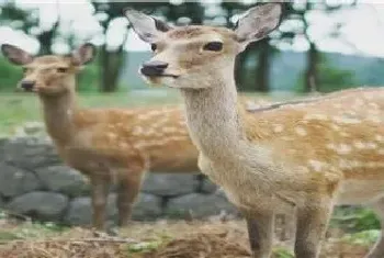 梅花鹿养殖条件地区