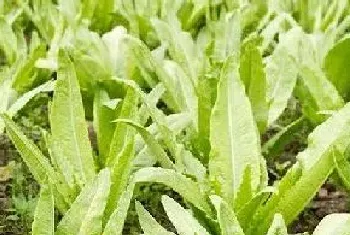 油麦菜10月份还能种吗 油麦菜的播种时间及种植方法?