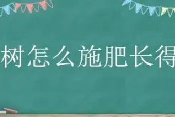 杨树怎么施肥长得快