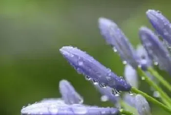 抑制植物不开花的农药