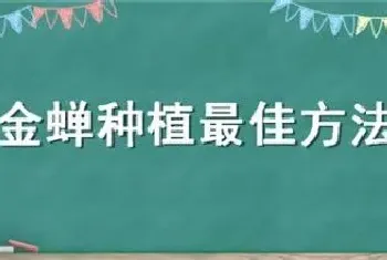 金蝉种植最佳方法