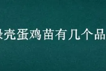 绿壳蛋鸡苗有几个品种