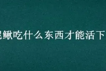 泥鳅吃什么东西才能活下去