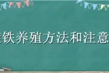 螺旋铁养殖方法和注意事项