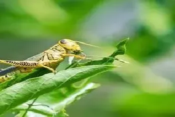 蝗虫雌性一次性可以产生多少卵细胞