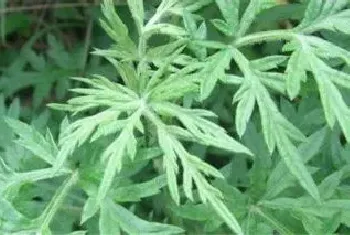 蒌蒿是什么植物