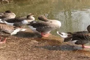 养鸭能手秘制中药配方