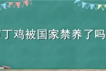 芦丁鸡被国家禁养了吗