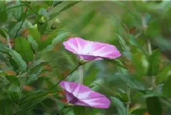 矮牵牛种子种植方法