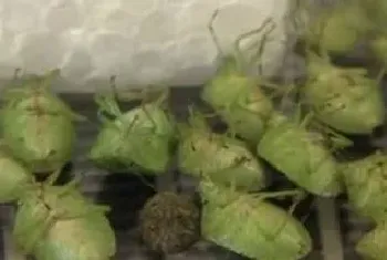 打屁虫怕什么植物