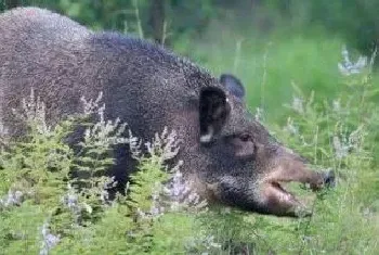 野猪破坏庄稼能不能打