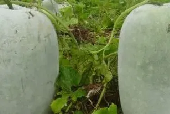 氯氟氰菊酯和高效氯氟氰菊酯的区别