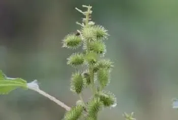 苍耳是什么植物得外好