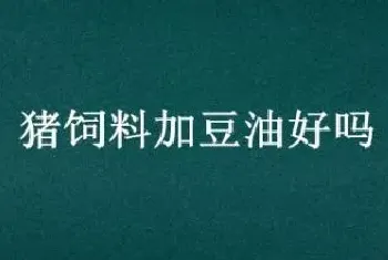 猪饲料加豆油好吗