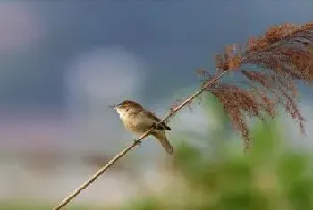 苇莺鸟怎么看公母