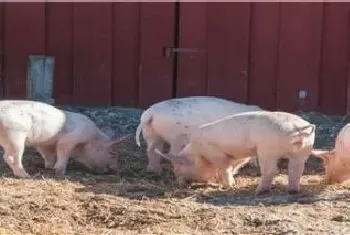 中草药养猪最佳配方