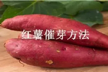 红薯催芽方法