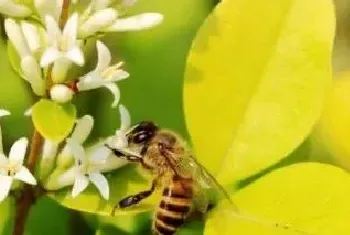 黄蜂怕什么植物