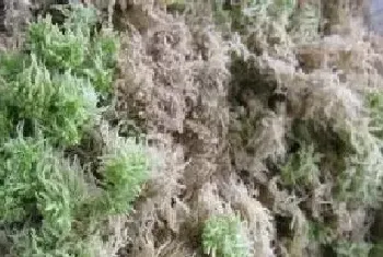 如何用水苔栽种蝴蝶兰长势良好?