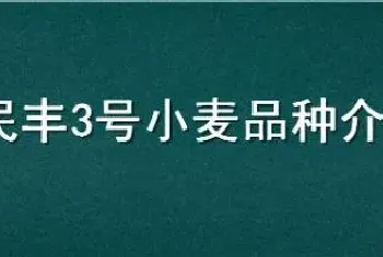 民丰3号小麦品种介绍