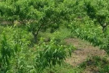 红色土壤适合种植什么