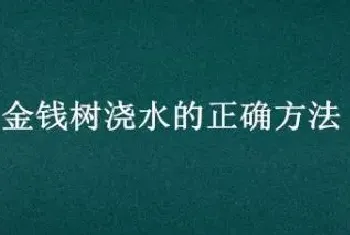 金钱树浇水的正确方法