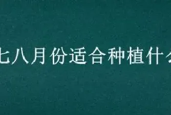 南方七八月份适合种植什么蔬菜