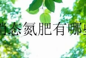 硝态氮肥有哪些