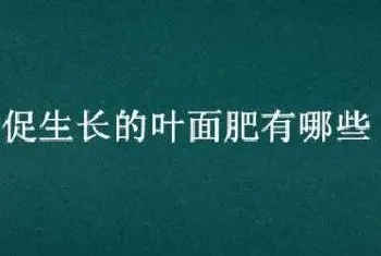 促生长的叶面肥有哪些