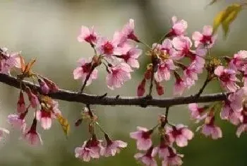 赏樱花时间