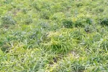 黄精的种植技术和栽培地区种10亩黄精利润多少