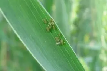 噻虫嗪药肥厂家