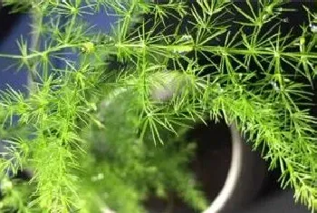 植物什么时候浇水