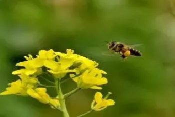 养蜂怎么防治虎头蜂