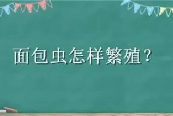 面包虫怎样繁殖