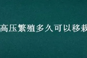 高压繁殖多久可以移栽