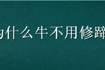 为什么牛不用修蹄