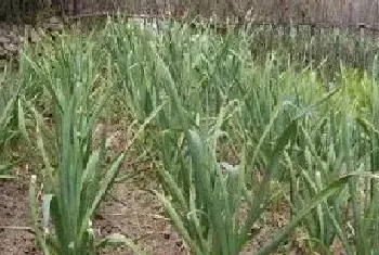 种植大蒜冬天怎样过冬(越冬大蒜种植技术和管理方法)