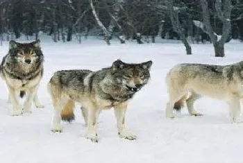 中国野生狼现状