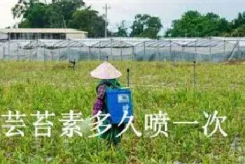 芸苔素多久喷一次