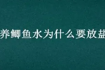 养鲫鱼水为什么要放盐