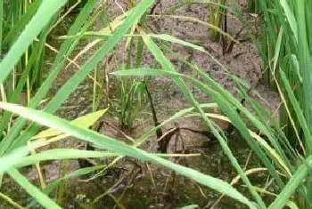 野荸荠用什么除草剂