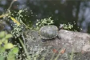 花龟能和什么龟混养