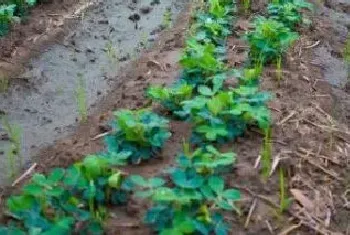 花生几月份开始种